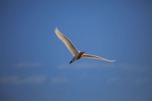 5d2&小小白&nbsp;&nbsp;之 亂槍打鳥