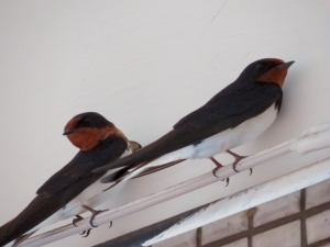 {SX50HS}公司門前屋頂角落打鳥練習照