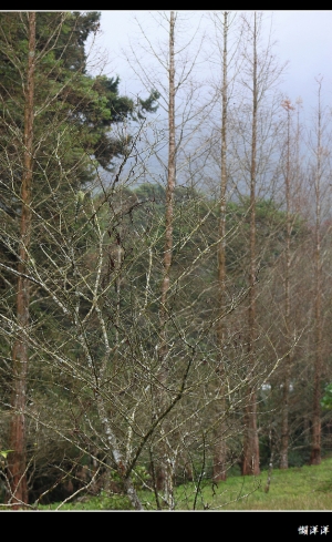 山櫻花小拍