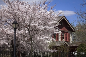 ::: Sakura 2013 又見櫻花 by DV :::