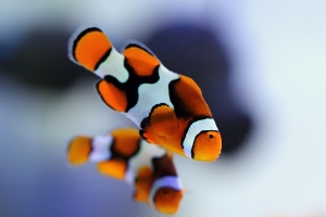 魚魚魚魚魚魚