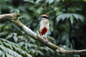 好久沒發文啦~~~ 夏季快到了 發張八色鳥