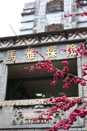 2011-02-15 九族。櫻花。美