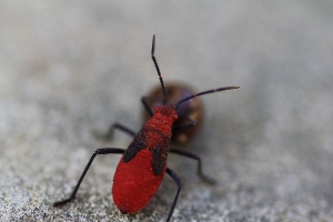 紅姬緣椿象