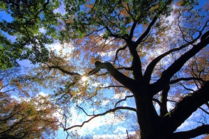 "楓"華絕代 (一張流)+亮暗部細節分享