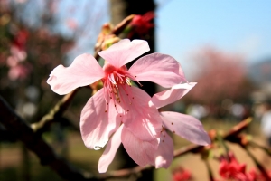 2009 陽明山花季