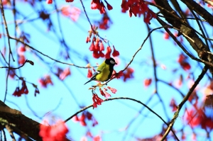 台中Wang~~山雀....青背紅頭
