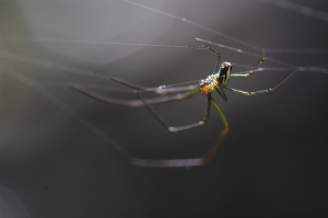 近攝微距‧蟲蟲