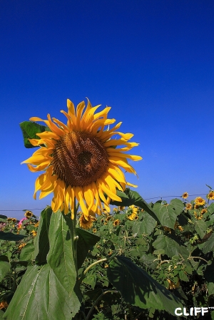 天很藍～2011新社花海節