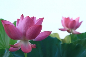 夏日荷花