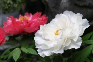 富貴滿門--牡丹花