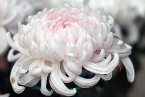 2008 菊 (士林官邸)