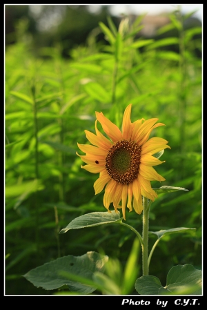 孤獨