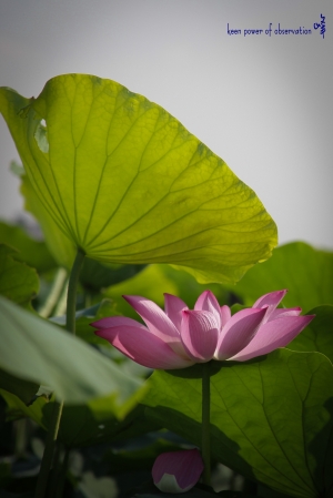 新海人工濕地~荷花