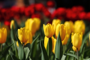 走春 - 花之旅 ~ By SBM