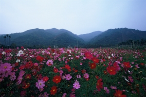 [美濃]花田（EOS 50）
