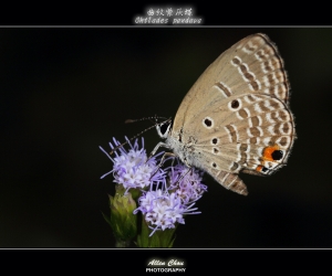 小蜜 蝶戀花