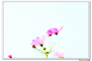 今天巧遇波斯菊    小小白IS 拍攝