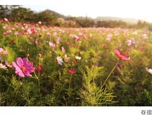 好多波斯菊  by 存摺