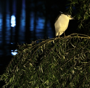 ++ 索羅門 新竹麗池公園~愈夜愈美麗--打鳥篇 (小小白)