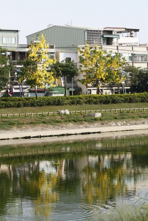 綻放在盛夏的阿勃勒-楠梓‧藍昌橋