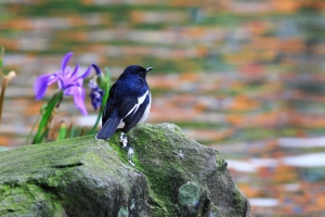 佛心神器456 - 圓滾滾鵲鴝