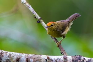 福山普鳥-山紅頭