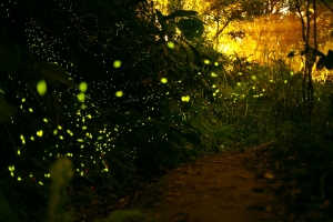 當新手遇見螢火蟲~