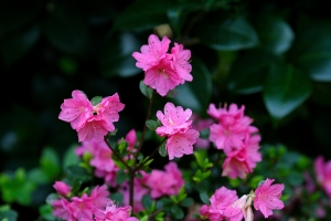 20090304天元宮