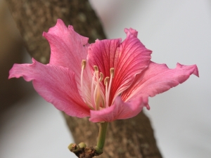 ★2013雲林縣土庫鎮崙內社區有櫻來做坐(三)3/23~3/24★