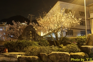 ▲天元宮吉野櫻約7-8成▼夜晚 晃很大夜拍