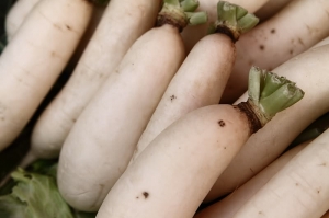 美濃白玉蘿蔔季之彩繪一手