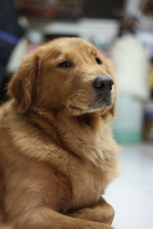 憂鬱的黃金獵犬-Lucky
