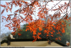 OO石門水庫---楓梅版OO