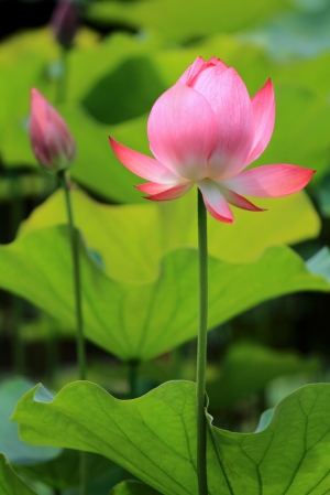 7D+小小白IS @中興新村荷花池