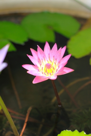 500D~蓮花