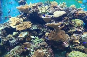 屏東海生館-珊瑚王國館