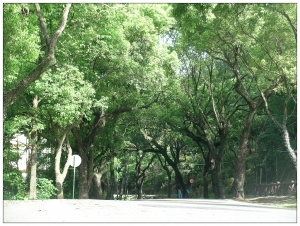 集集綠色隧道