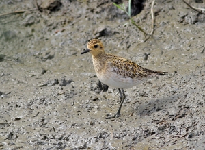 456打鳥記 - 金斑鴴