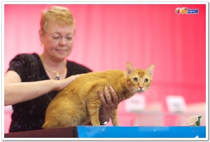 第八屆貓咪選美賽照片-家庭寵物組專輯