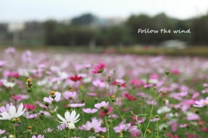 2010.11.20 苗栗．菊祥如意