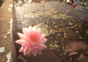 朝のオランダ。ロータス