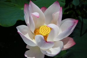 應景之安康荷花