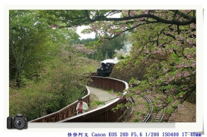 [過期的]★~櫻花。火車。阿里山~★