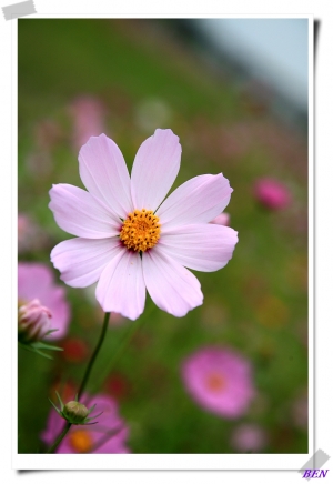 二重疏洪道波斯菊