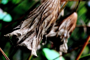 水塘 荷葉 落花 倒影 - Part II