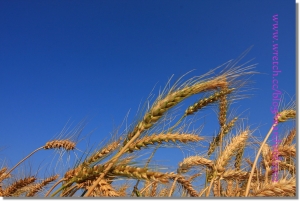麥香的故鄉 @大雅麥田