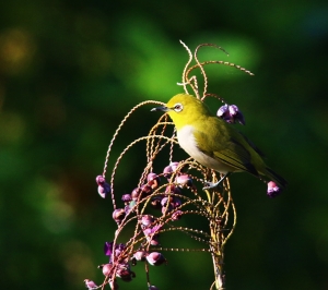 請前輩多指教~~小綠綠