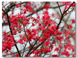 櫻花の戀