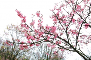 2011-03-05 陽明山花季